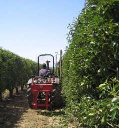 Jornada sobre la poda mecànica en frutiers. Universitat de Lleida