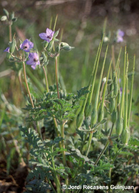 Malherbologia. Foto: Jordi Recasens. Universitat de Lleida Malherbologia. Foto: Jordi Recasens. Universitat de Lleida