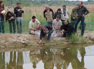 Alliberament de tortugues en perill d'extinció a l'Estany de Vilasana. Foto: Maricle Pujol / Universitat de Lleida Alliberament de tortugues en perill d'extinció a l'Estany de Vilasana. Foto: Maricle Pujol / Universitat de Lleida