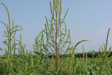 Amaranthus palmeri1